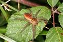 Dolomedes_fimbriatus_D8311_Z_90_Les Gris_Frankrijk